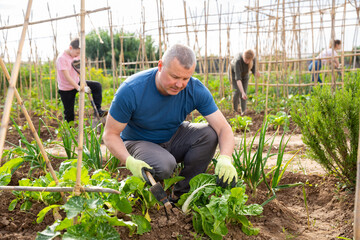 Adult man working at smallholding with his family, hoeing off weeds in vegetable garden.