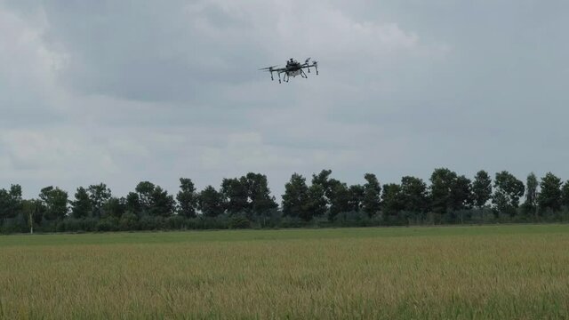 Drone sprayer flies over the agricultural field. Royalty high-quality free 4k stock footage of Agriculture drone fly to sprayed fertilizer on the blue sky. Smart farming and precision agriculture