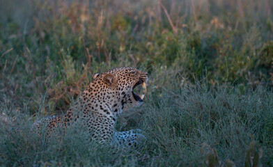 leopard in the wild