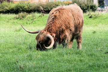 A close up of a Highland Cow in Scotland