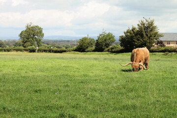 A close up of a Highland Cow in Scotland