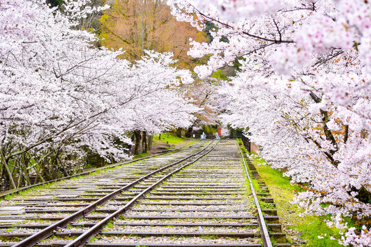 cherry blossom in spring at Keage incline in Kyoto, Japan