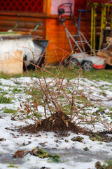 winter work in the garden, insulation and care of shrubs in winter