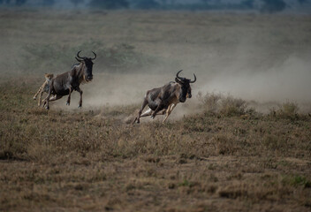 cheetah running