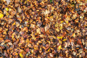 Herbstliche Textur aus verschiedenen herbstlichen Laubblättern auf einem Waldboden