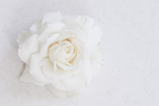Beautiful white rose and petals on white background. Ideal for greeting cards for wedding, birthday, Valentine's Day, Mother's Day