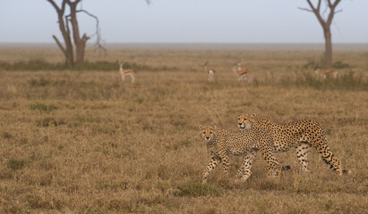cheetah and cub