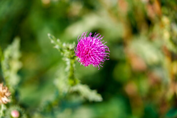 lilac burdock prickly wildflower on a green background