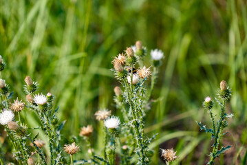 Dry thistle, common thistle, on autumn background. thistle flowers close-up macro in nature on a natural background, soft focus.