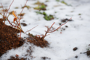 winter work in the garden, insulation and care of shrubs in winter