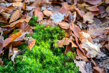 Intensiv strahlend grünes Moos zwischen Herbstlaub auf einem Waldboden