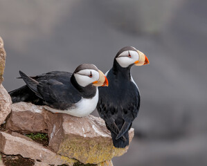 Horned Puffins (Fratercula corniculata) at St. George Island, Pribilof Islands, Alaska, USA