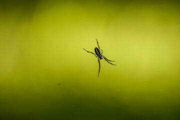 Araignée sur toile