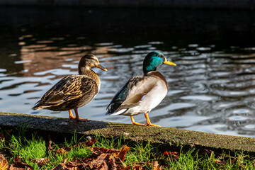 A Male and Female Mallard Duck Standing at the Water's Edge