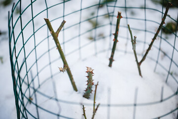 winter work in the garden, insulation and care of shrubs in winter