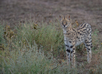 Serval