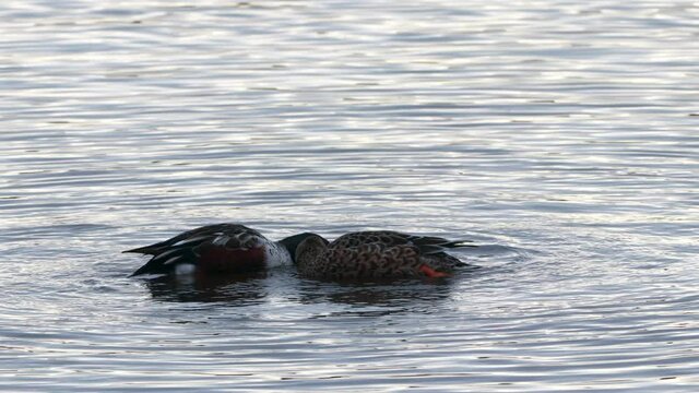 Male and female northern shovelers feeding in a lake.