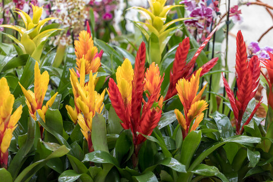 Vriesea (Vriesea Bromeliaceae) is a tropical ornamental plant with exotic flowers of various colors. It is an epiphyte - in natural conditions it grows on trees