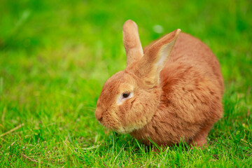 big red rabbit