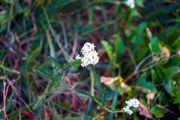 White Yarrow flower. Achillea millefolium with white flowers