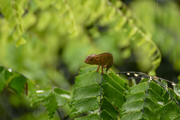 Juvénile furcifer pardalis