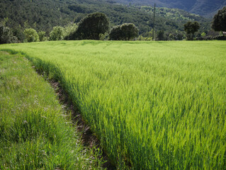 Obraz premium green wheat field with a footpath.