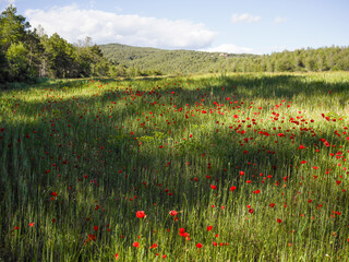 poppy field between light and shadow