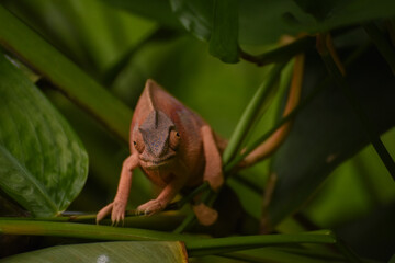 Maman caméléon de face