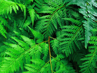 Selective focus branches of fern leaves in the tropical forest. Nature background.