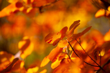 Cotinus Coggygria Smokebush on Back Light2