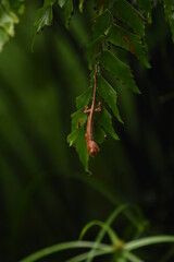 Jeun caméléon sur fougère