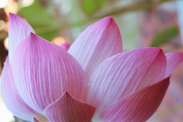Pink lotus flower and leaves