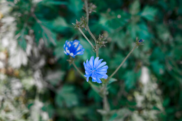 Chicory flower (Cichorium intybus) close up on a green blurred background