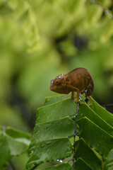 Juvénile de caméléon