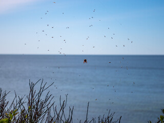 baltic sea in summer
