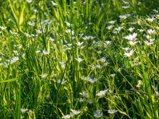 green grass background