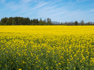 Fototapeta premium Oilseed rape field with forest on background