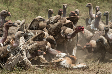 vultures in the wild