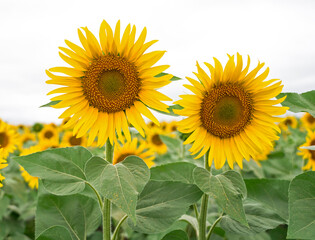 blooming sunflower field, sunflower on the  field