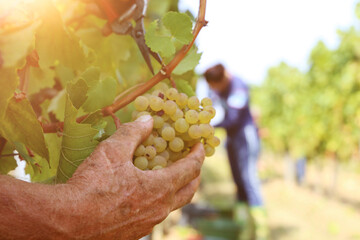 Weinlese Handlese