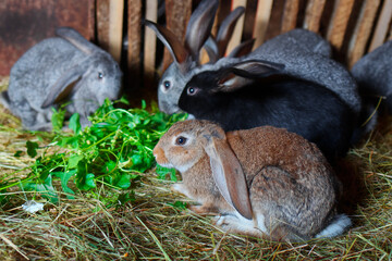 Young rabbits eat green grass in a cage. Rabbit breeding.