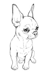 Cute sitting chihuahua sketch.
Portrait of a dog made in hand drawn style. Drawn puppy