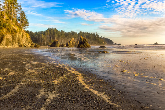 Ocean beach in golden hour. Ruby beach on Pacific Washington coast, USA. Rocks, cliff and forest on the shore. Light reflection on beach