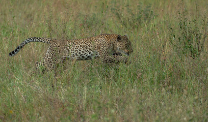 leopard in the grass