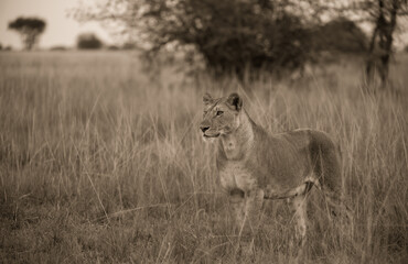 lion in the grass