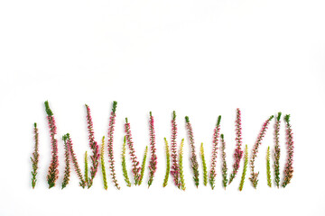 Heather flowers border on a white background. Copy space for text, top view, flat lay.