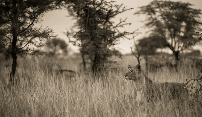 lion in the savannah