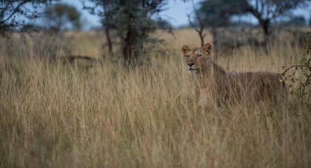 lioness in the savannah