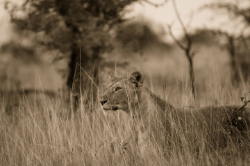 lion in the grass