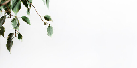 Natural frame of green leaves on a white background. Banner, copy space. Plant on a sunny day, selective focus, mood